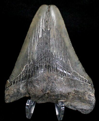 Bargain Megalodon Tooth - South Carolina #18407